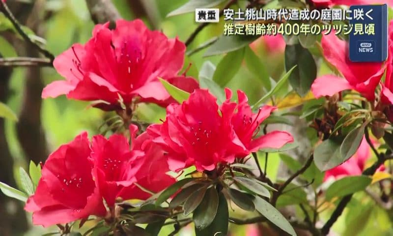 【貴重】安土桃山時代造成の庭園に咲く  推定樹齢４００年のツツジが見頃