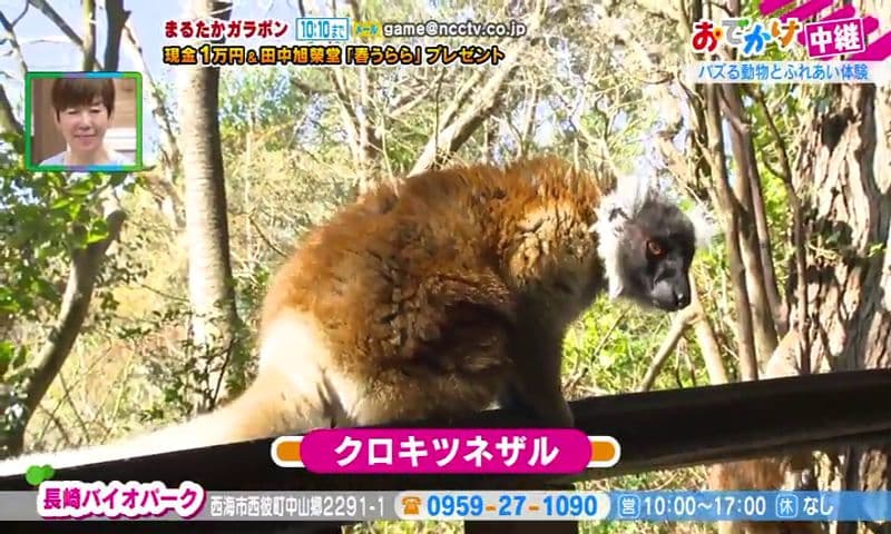 キツネザル（メス）