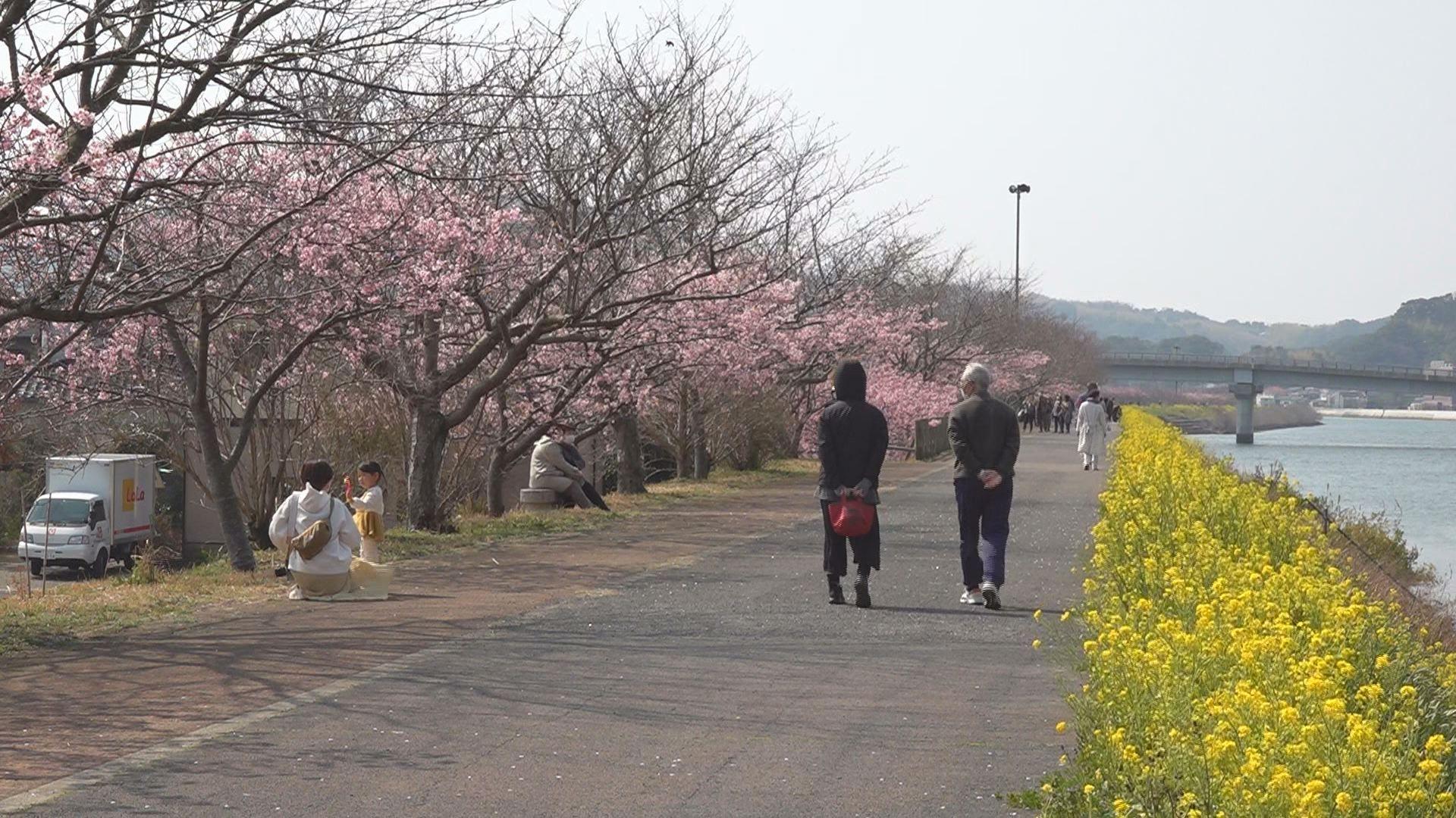 北松・佐々川の河津桜が見頃