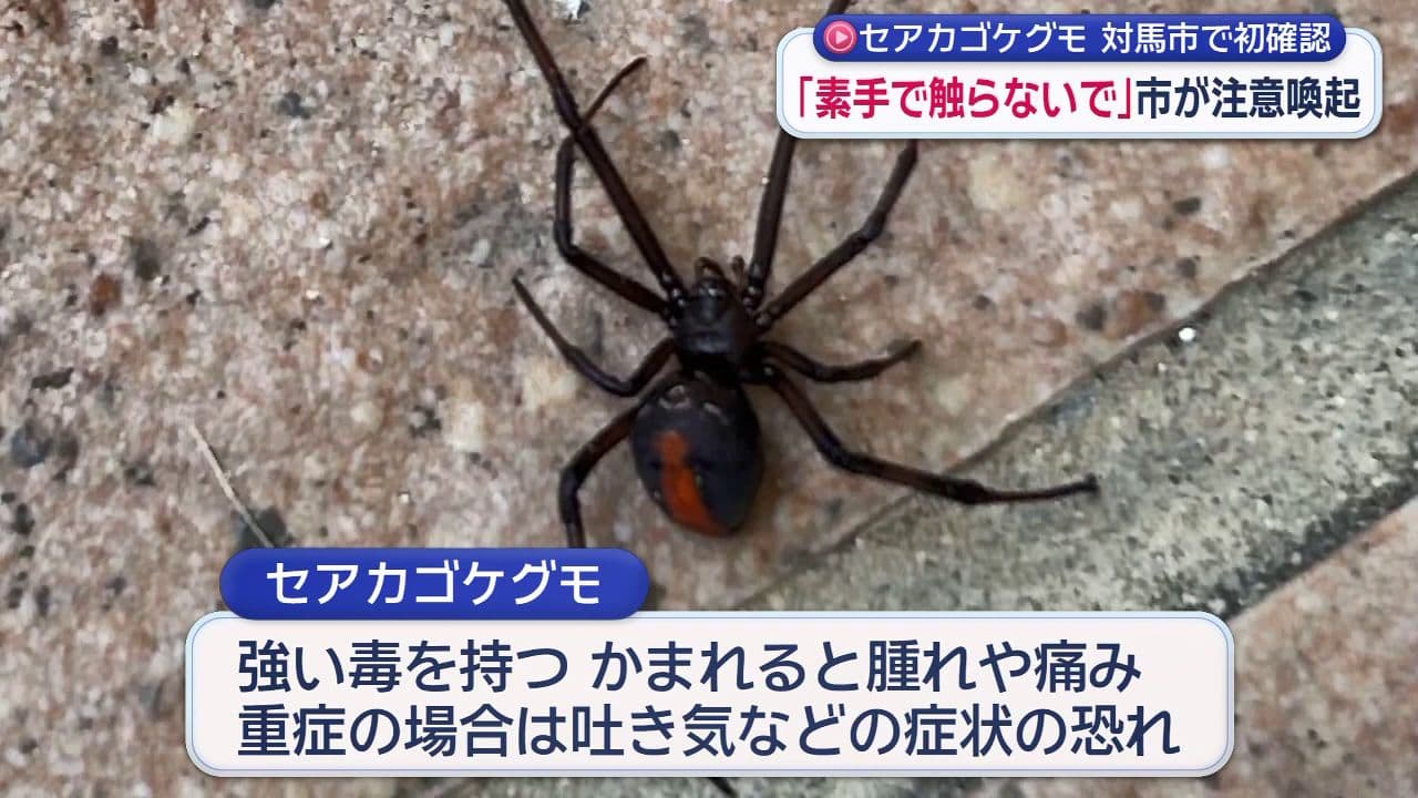 セアカゴケグモ 対馬市で初確認　「素手で触らないで」市が注意喚起