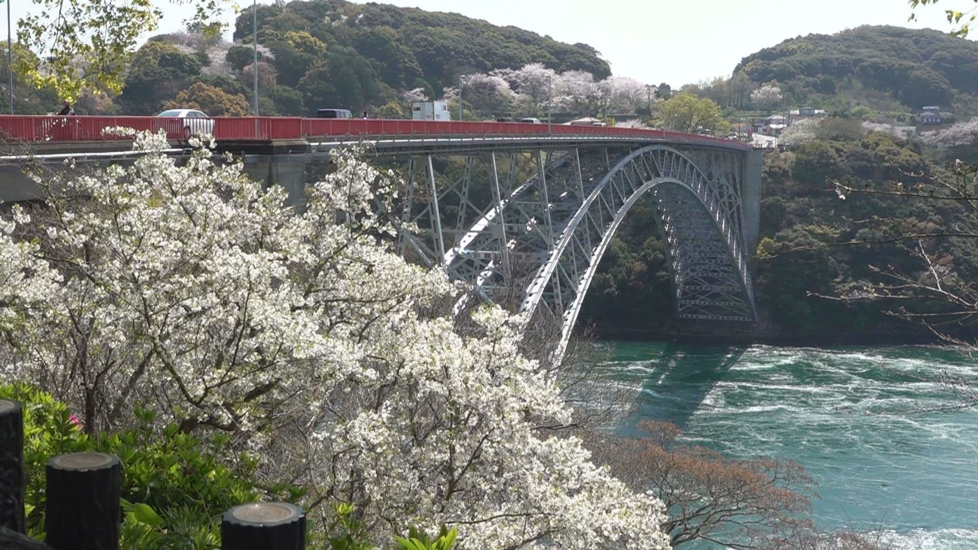 「とてもきれい」西海橋公園で桜と渦潮の共演