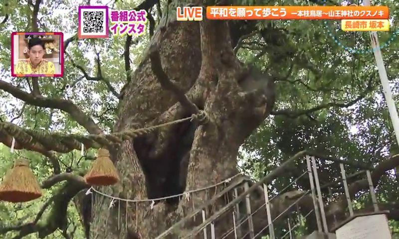 平和を願って歩く～山王神社のクスノキを目指して～