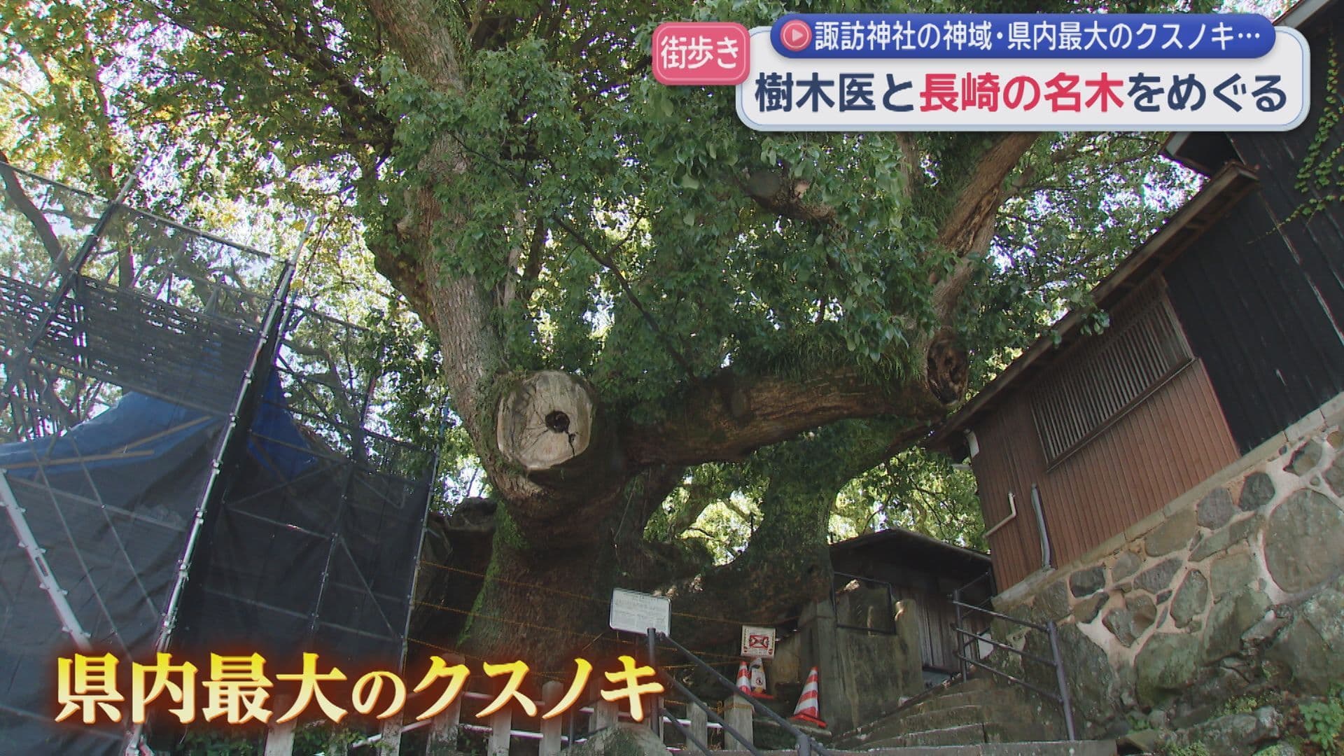2樹木医さるくサムネ