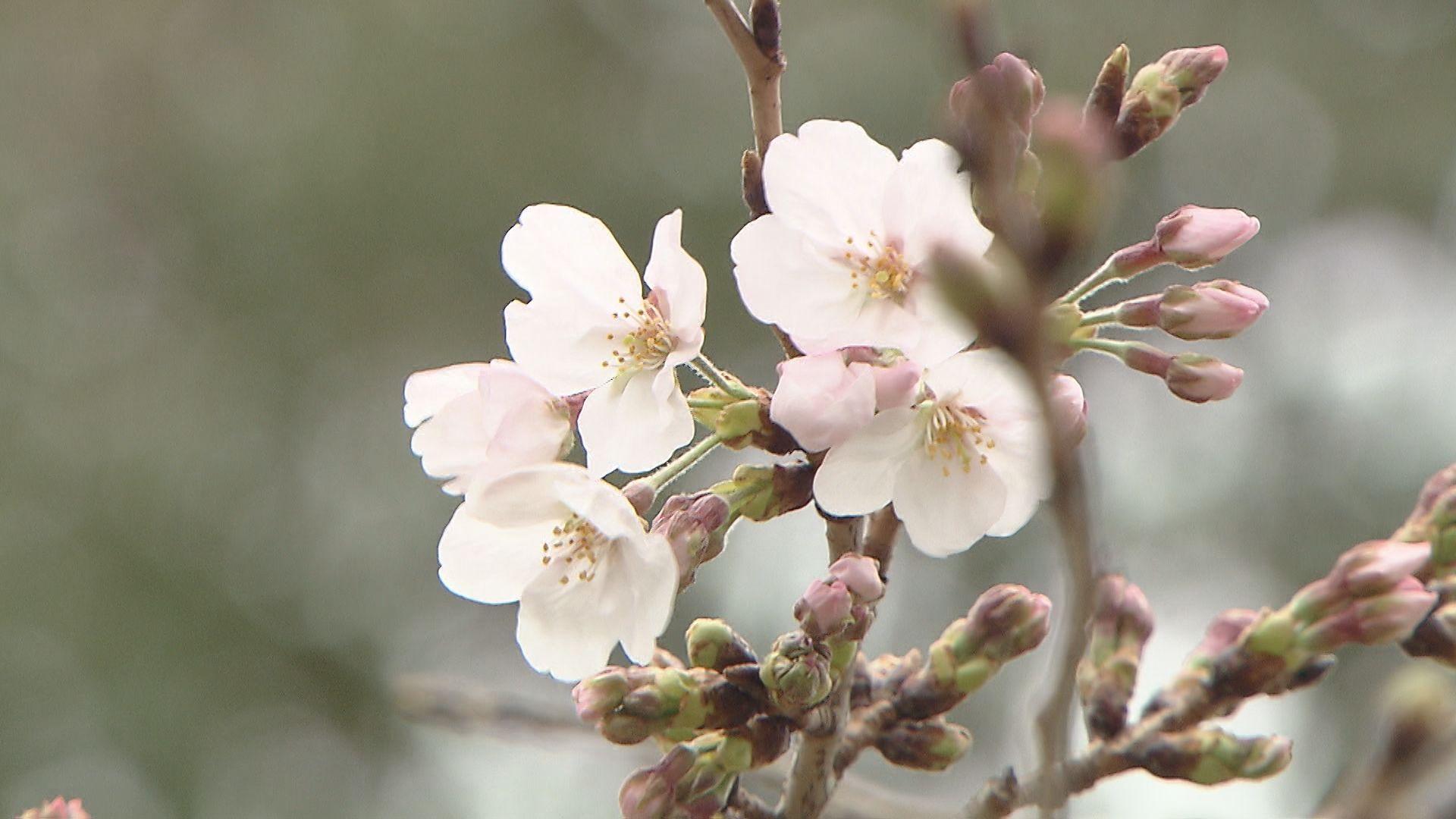 「いきなり５輪咲いた」長崎地方気象台が桜の開花を発表