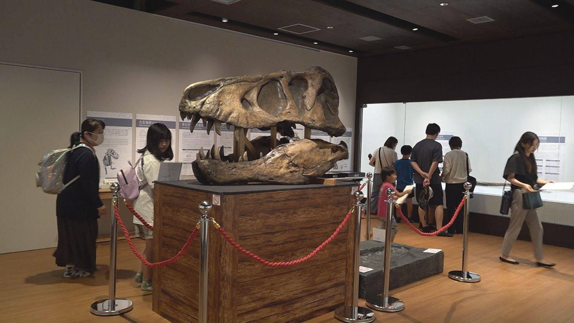 波佐見町で「化石のミカタ」展 開催中 ９月２３日まで