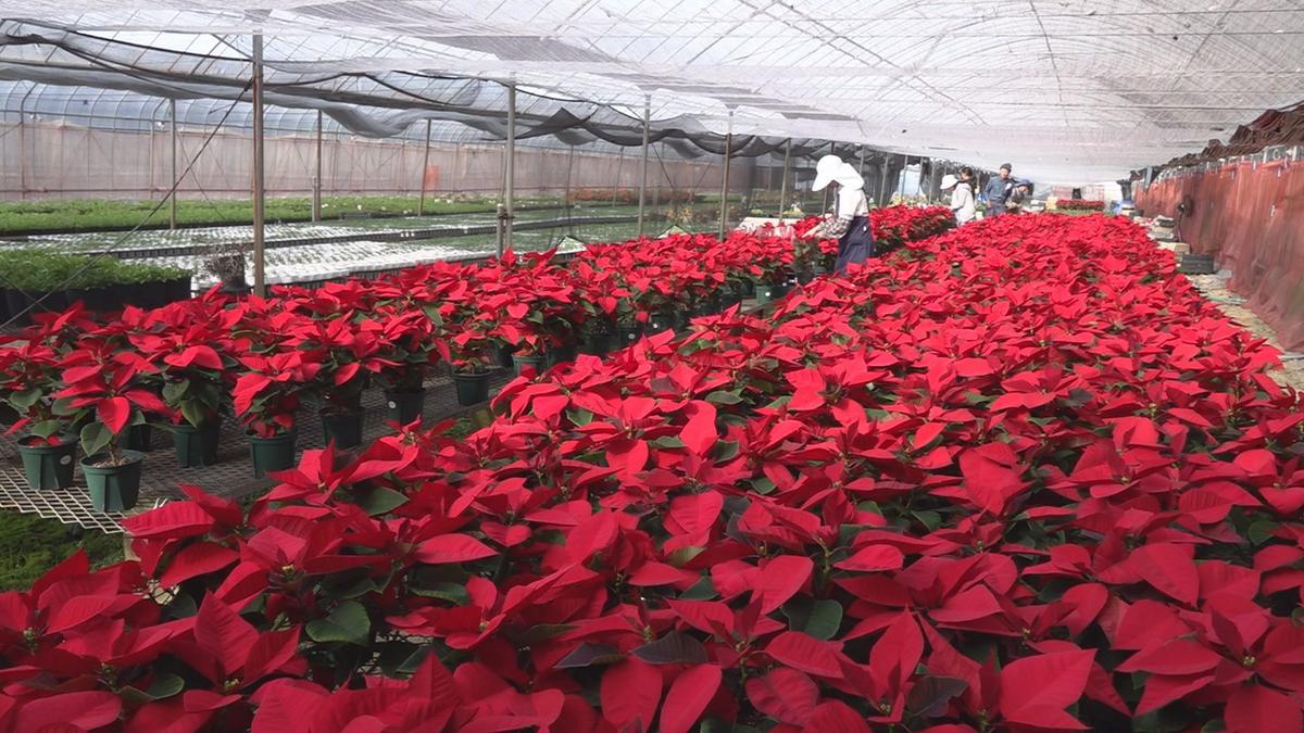 【長崎】ポインセチアの出荷始まる クリスマスに向け…佐世保市