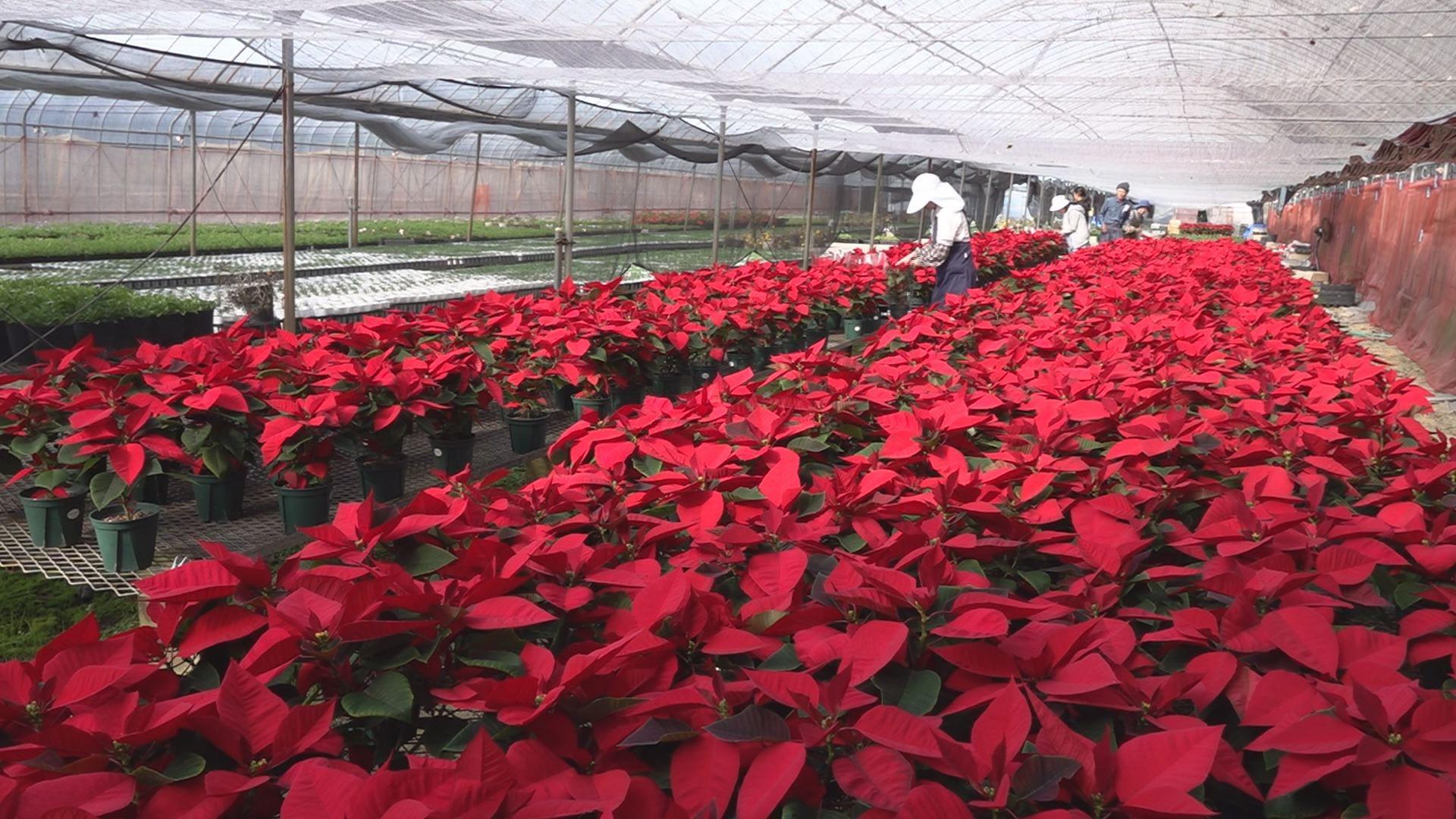 【長崎】ポインセチアの出荷始まる クリスマスに向け…佐世保市