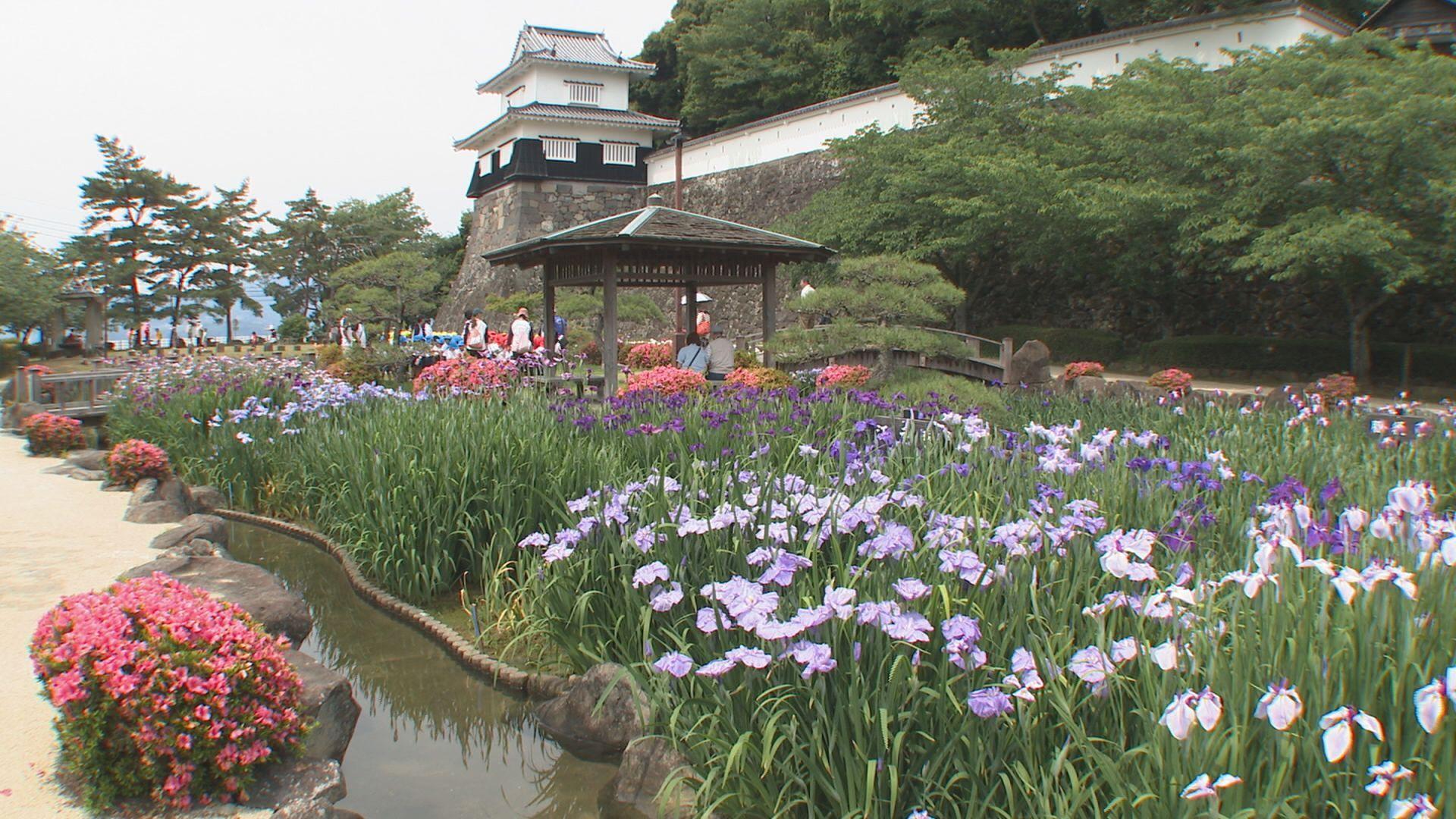 大村市で季節の花・ハナショウブが見頃 約３０万本が一面に咲き誇る