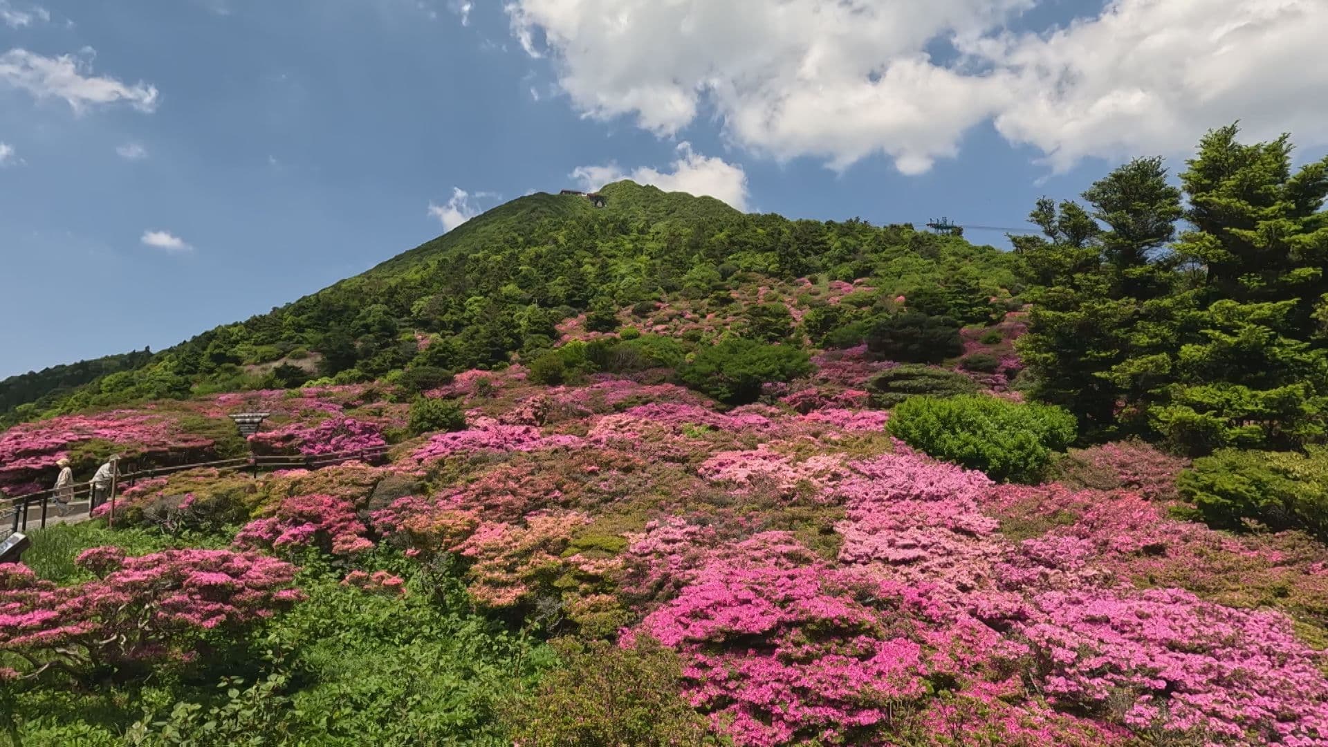 ロープウェイからの圧巻の景色！雲仙・仁田峠でミヤマキリシマが見頃