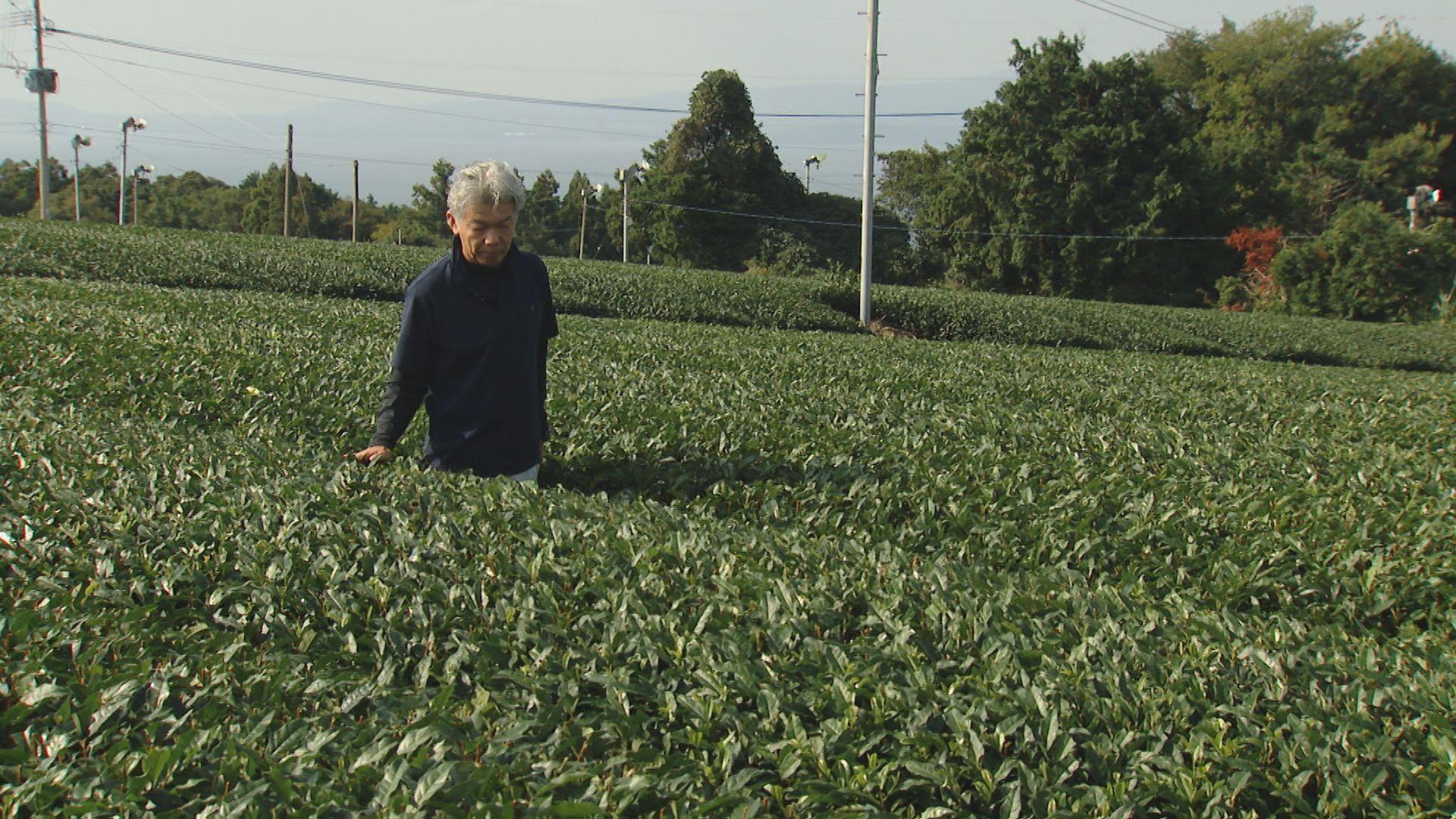 秋の褒章に県内から１団体１３人 黄綬褒章・松尾政敏さん「茶業の現状をもっと素晴らしいものに」