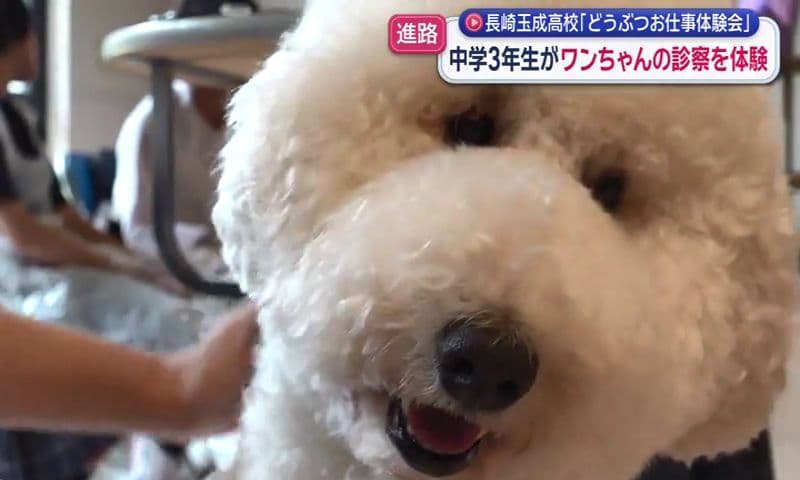 長崎玉成高校「どうぶつお仕事体験会」　中学３年生がワンちゃんの診察を体験