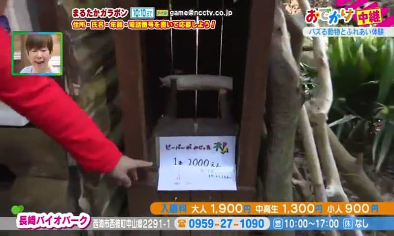 かじった木