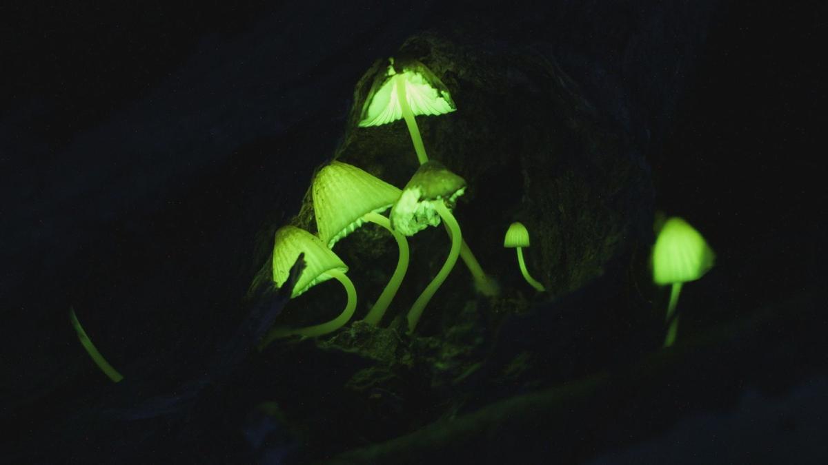 0623森の妖精 幻想的に光るキノコ 対馬市の原始林で