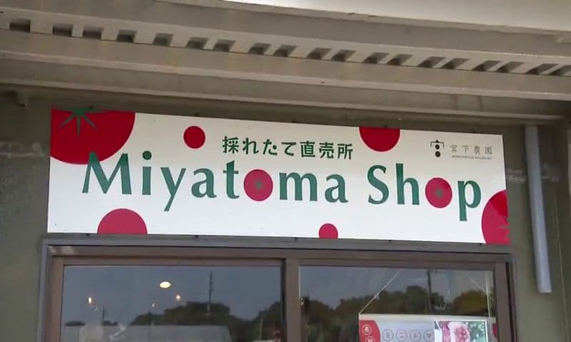 冷凍トマトを丸ごと削る！阿蘇ミルクソフトとチーズをトッピングの贅沢スイーツ　諫早市「宮下農園 Miyatoma Shop」