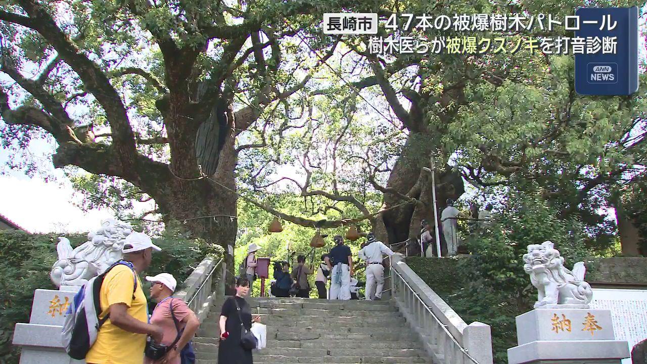 「人間では伝えきれない生命力」　山王神社の被爆クスノキを樹木医が調査