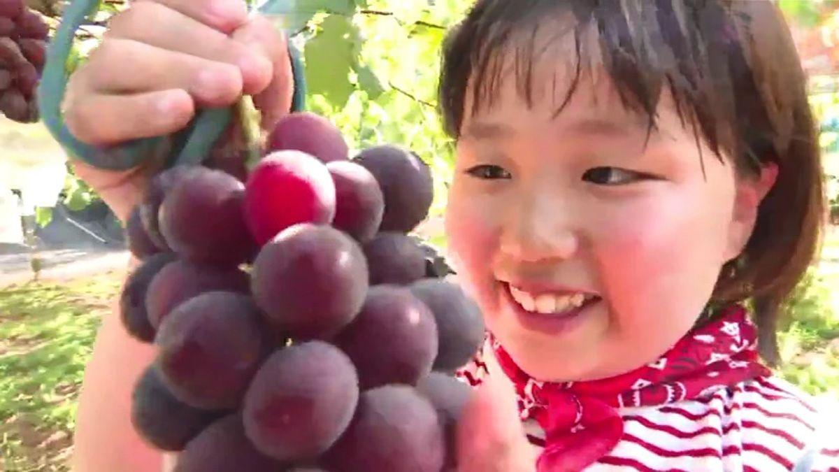 ぶどう狩りが楽しめる！大村市「おおむら夢ファームシュシュ」
