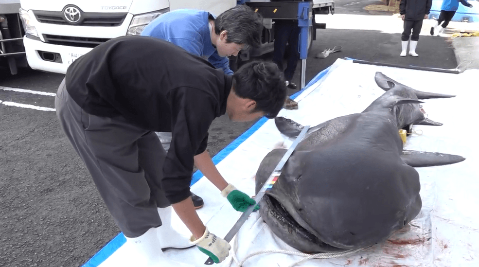 【画像】長崎県対馬市に現れた幻のサメ「メガマウスザメ」　長崎大学で研究へ
