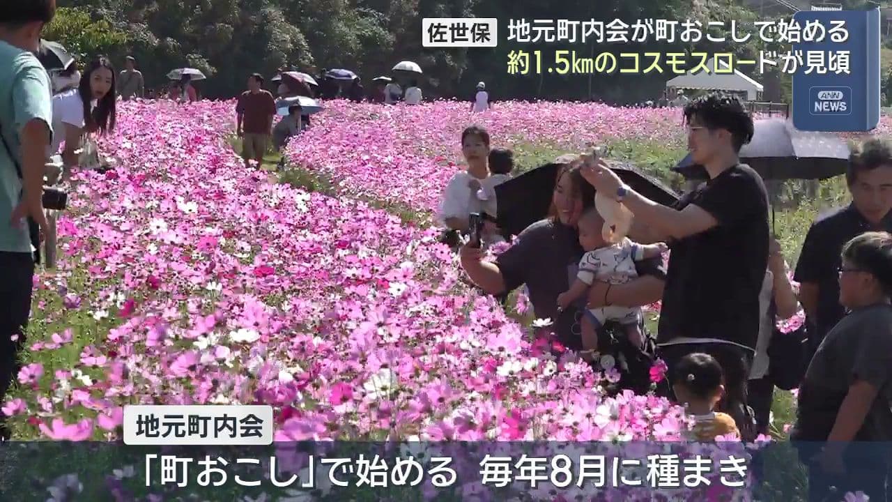 佐世保市で約1.5ｋｍのコスモスロードが見頃　地元町内会が町おこしで始める