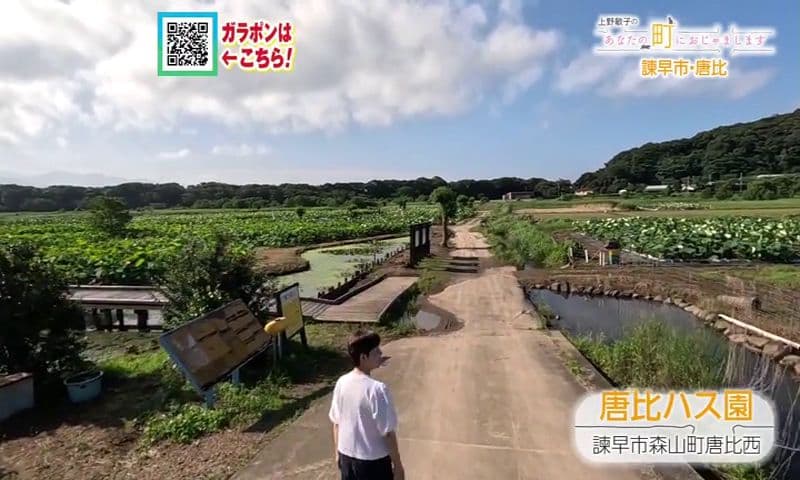 上野敏子が諫早市唐比周辺をおじゃまします