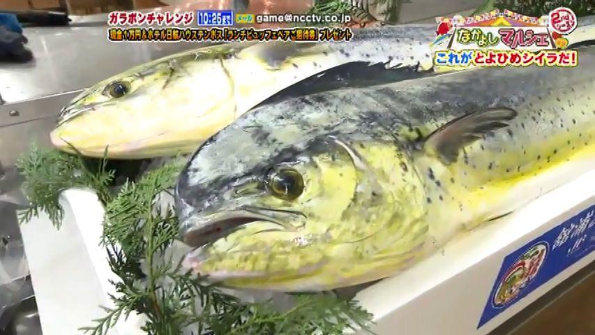 鮮度抜群！平戸市生月町のブランド魚とは