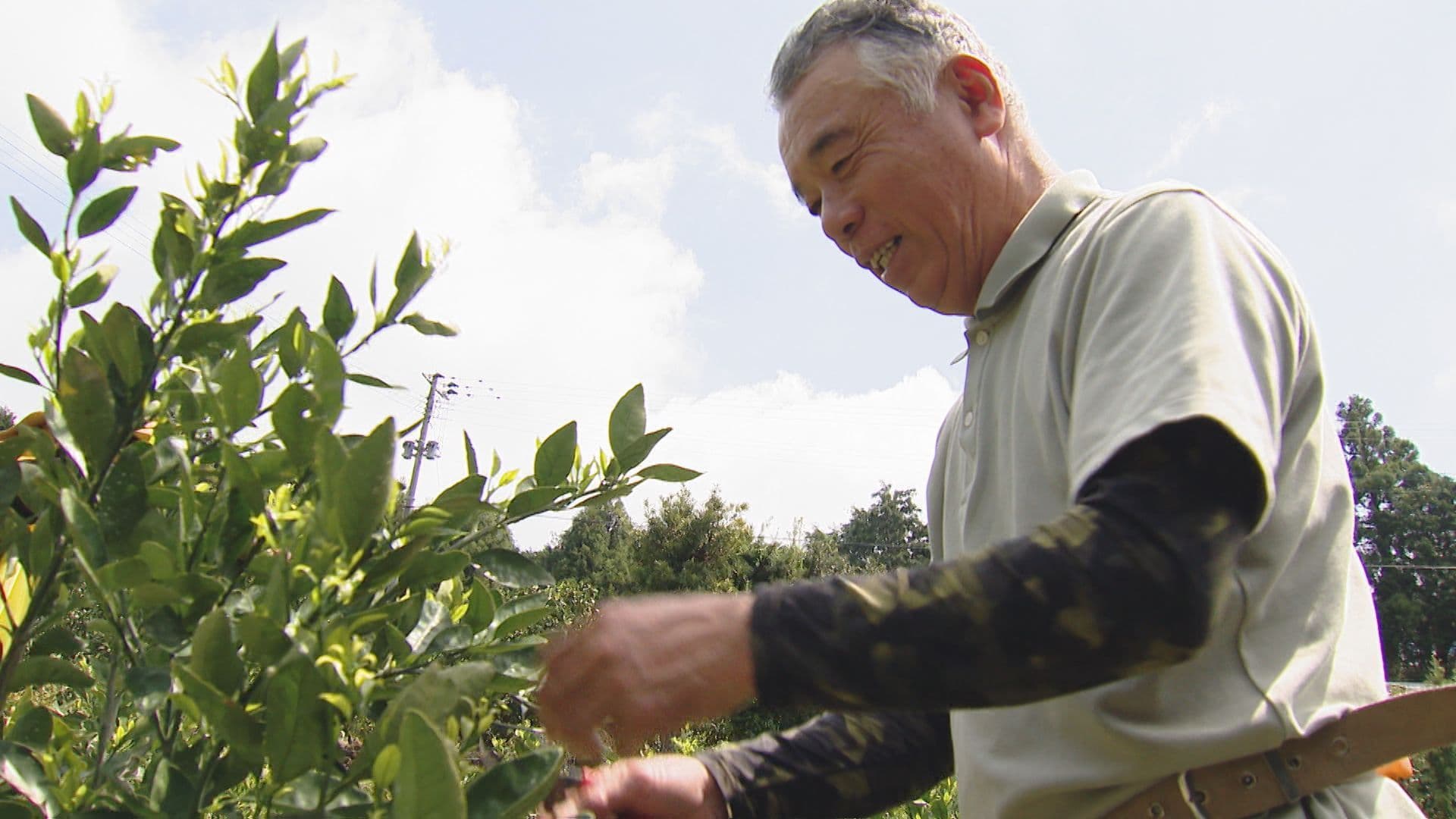 春の褒章 農業振興に貢献　長与町の谷川義浩さん(66)に黄綬褒章