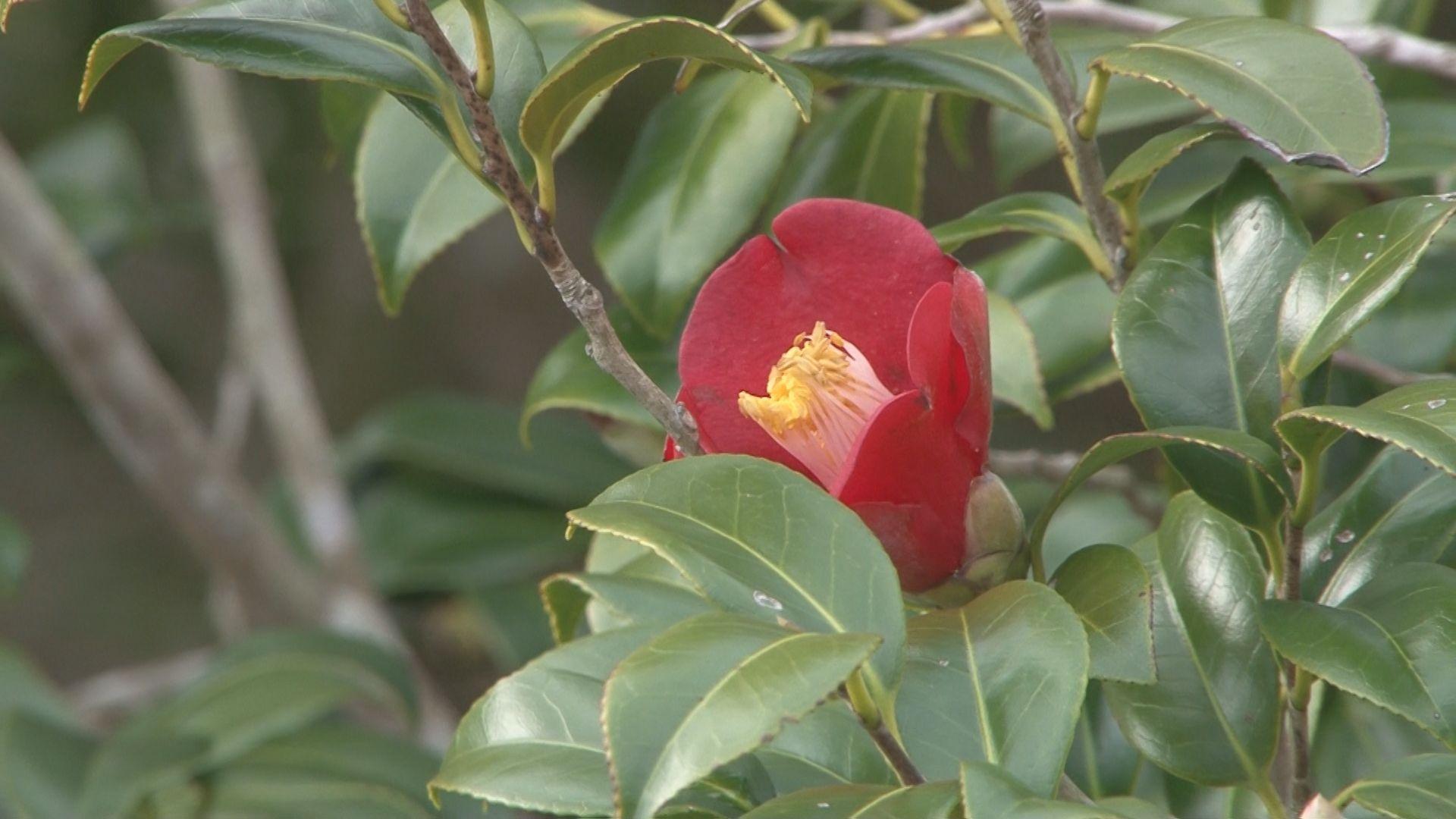 ｢幻のツバキ｣も！赤や白のツバキの花が見頃　五島椿園