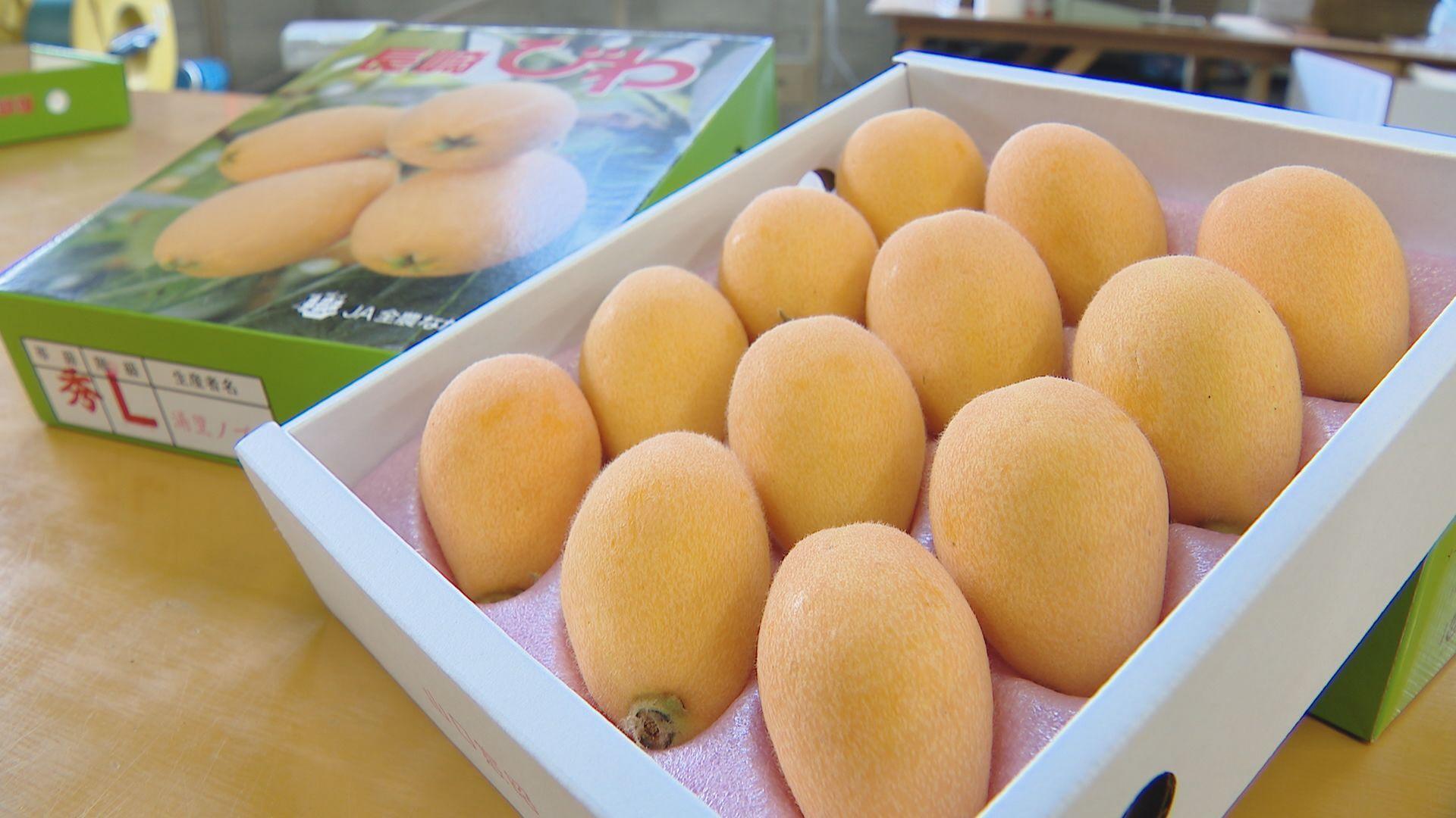 長崎市だけで生産量全国１位  ハウスビワの出荷式 自慢の味、例年より甘くてジューシーに