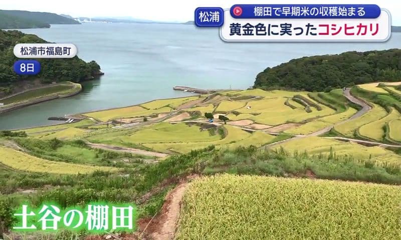 松浦・土谷棚田で早期米の収穫続く 黄金色に実ったコシヒカリ