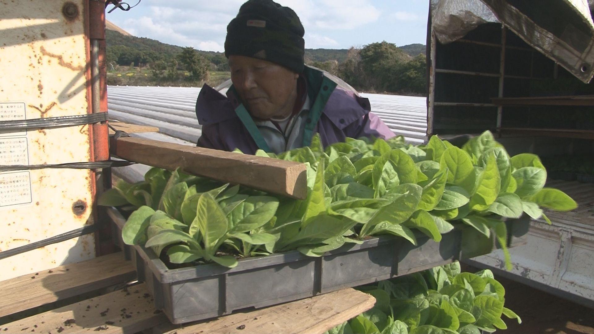 五島で「葉タバコ」の植え付け始まる
