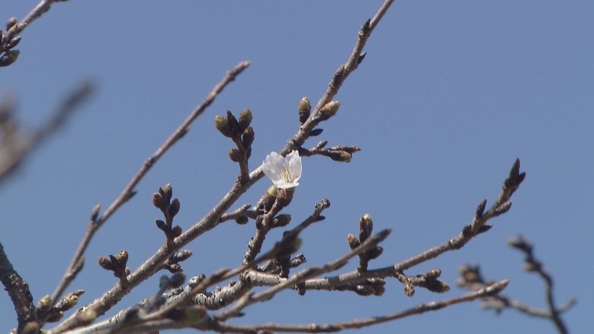 ソメイヨシノ標本木には１輪のみ…県内の桜開花はいつ？