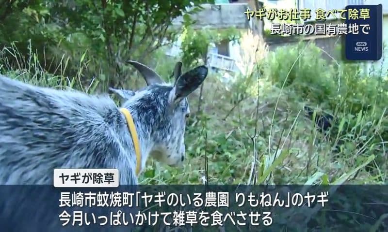 ヤギに雑草を食べさせて除草 長崎市の国有農地で実施