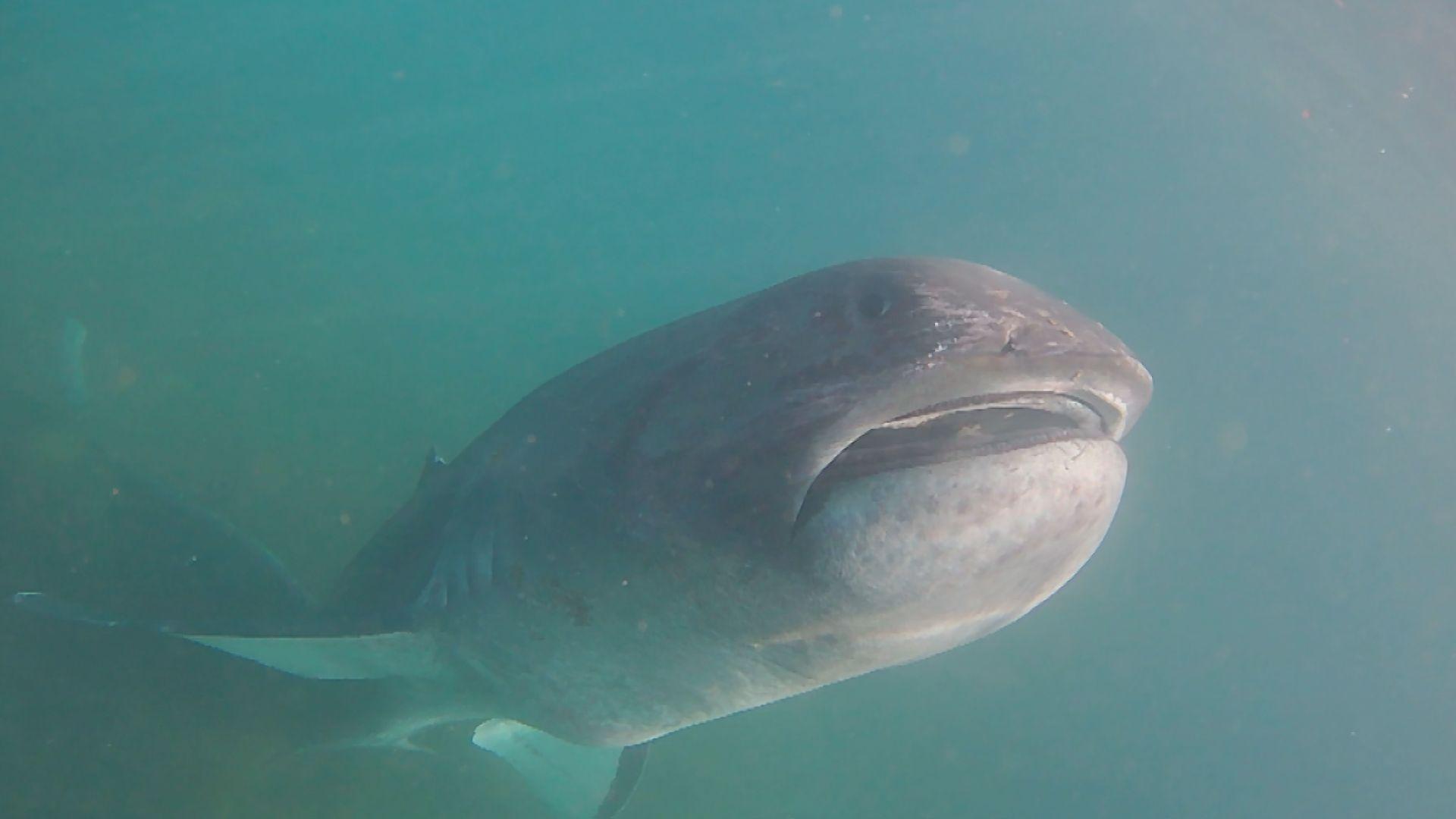 【画像】対馬に現れた幻のサメ「メガマウスザメ」長崎大学で研究 判明した事実とは？
