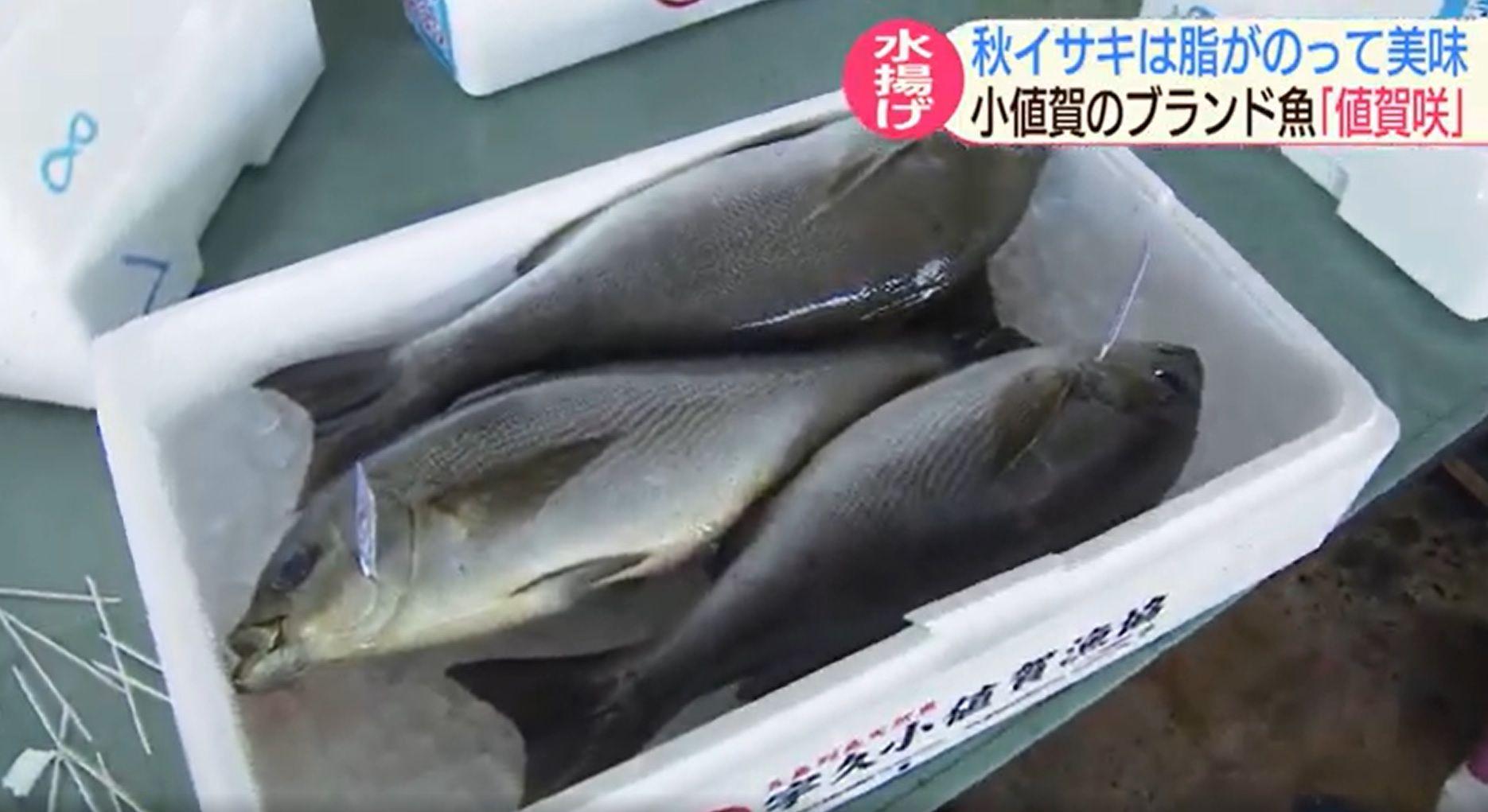 小値賀のブランド魚「値賀咲」