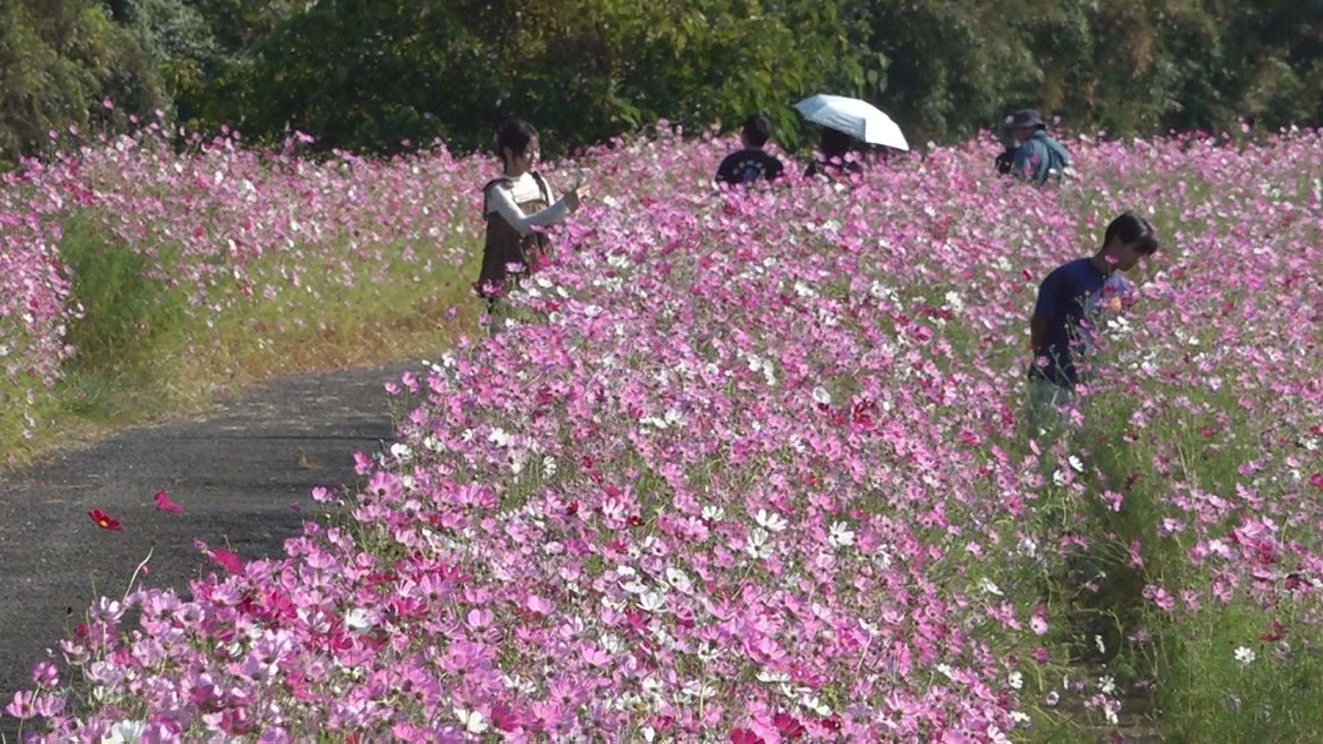 佐世保市新行江町の小森川沿い 約１.５ｋｍの｢コスモスロード｣が見頃