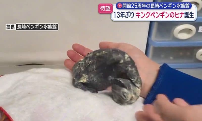 13年ぶりにキングペンギンのヒナ誕生 開館25周年の長崎ペンギン水族館 