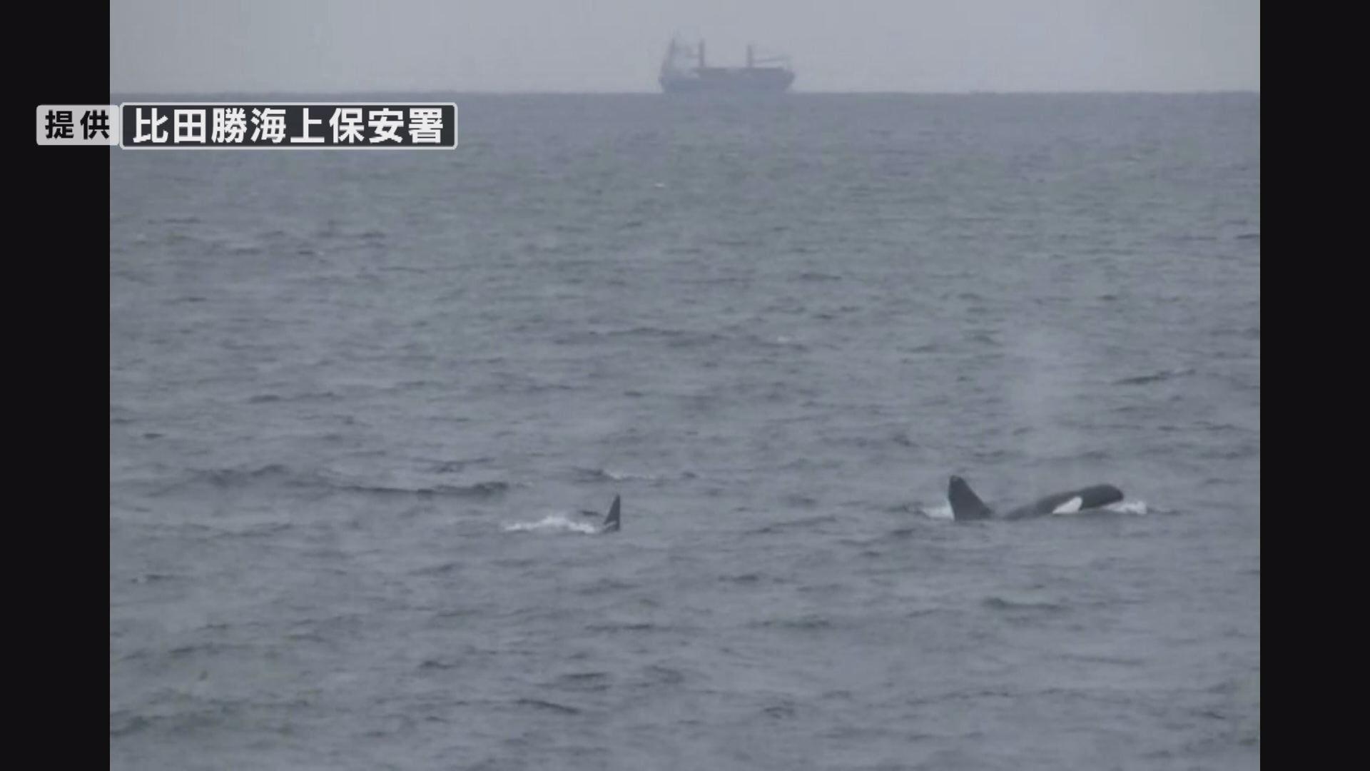 対馬北部でシャチの群れを発見