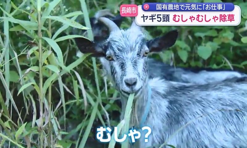 ヤギ5頭がむしゃむしゃ除草 国有農地で元気に｢お仕事｣