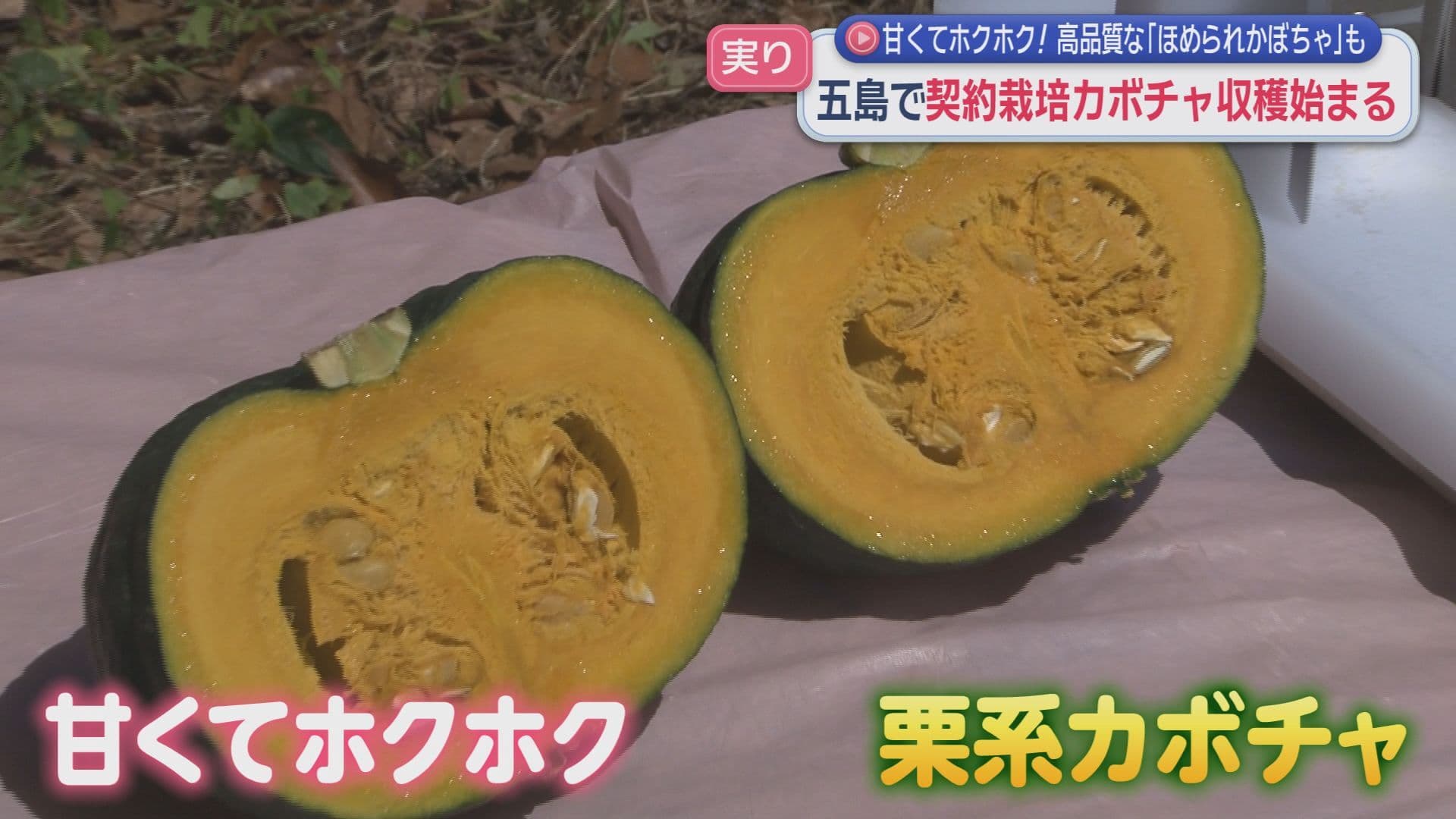 五島で契約栽培かぼちゃの収穫始まる 高品質な｢ほめられかぼちゃ｣も