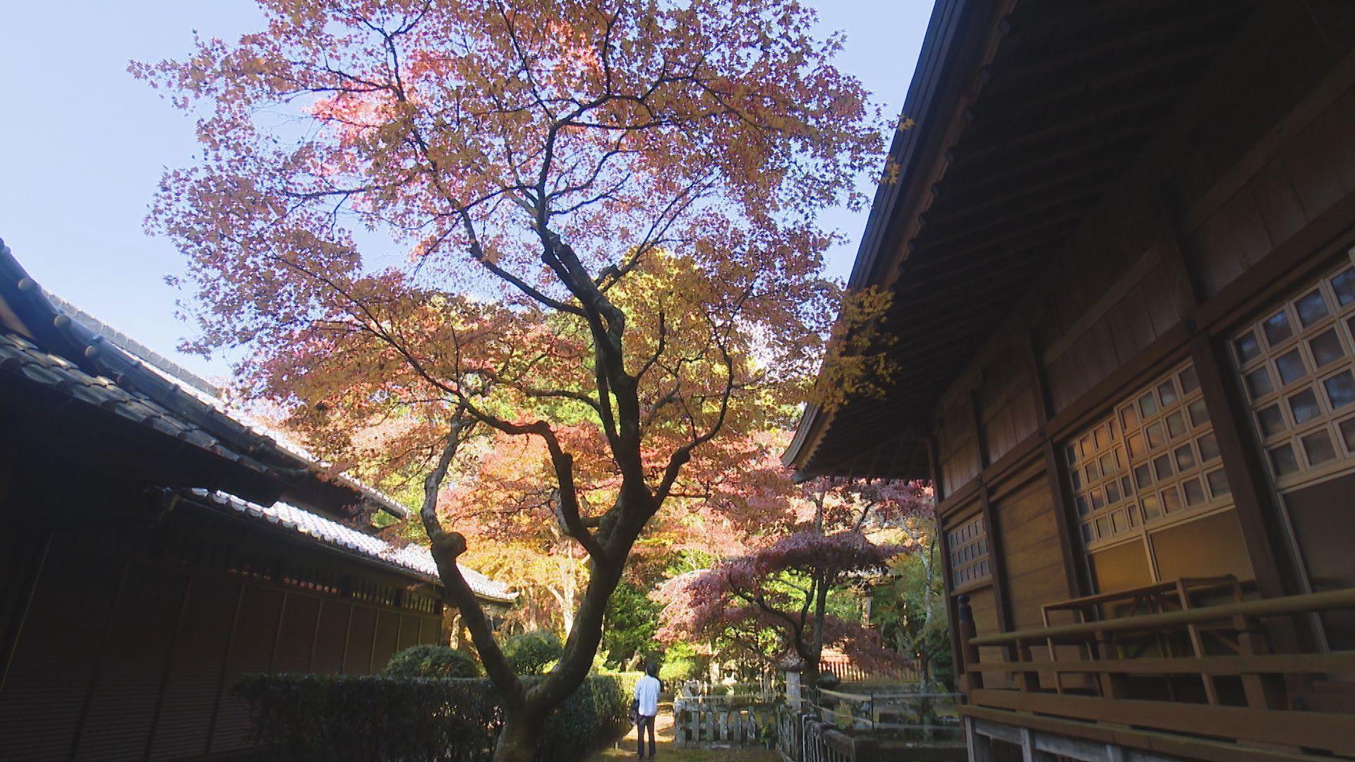 【長崎】金刀比羅神社の紅葉も見頃へ 櫻田気象予報士が訪ねて一句…