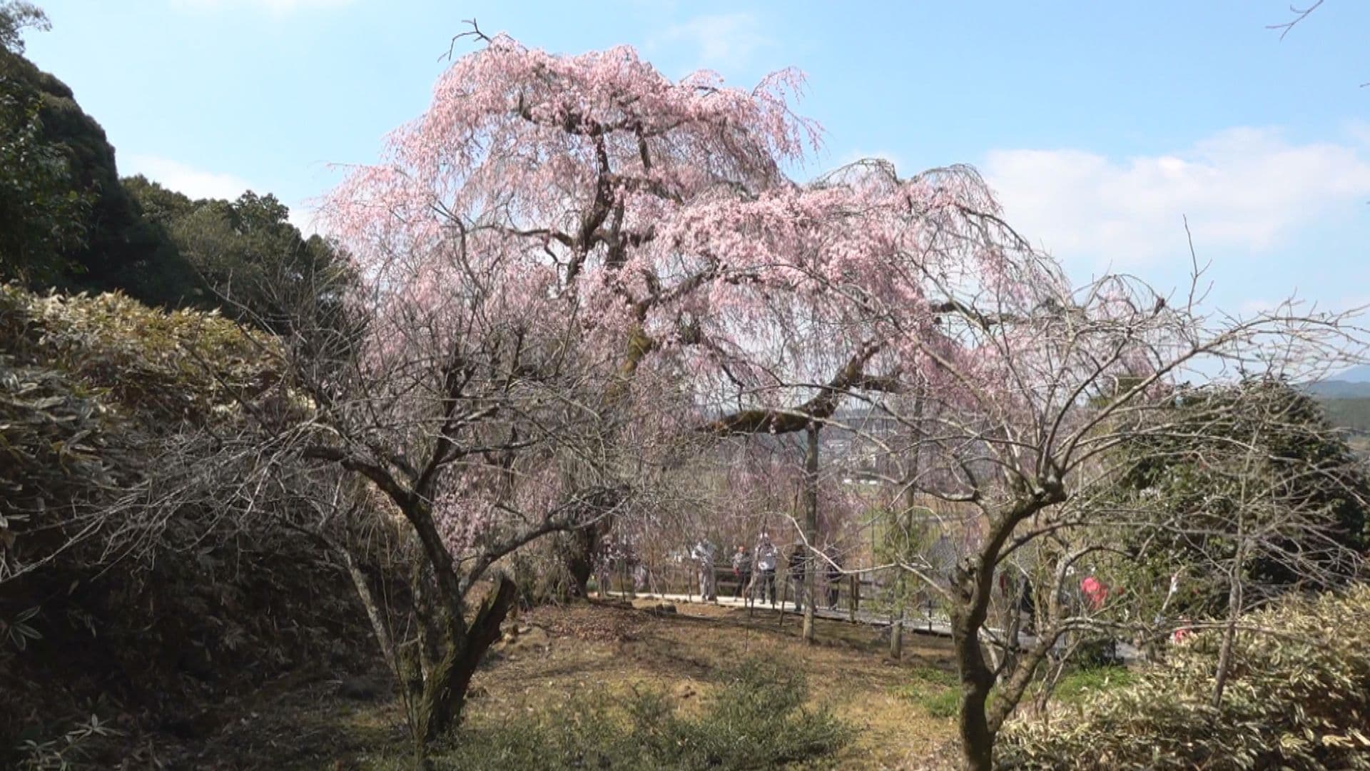 「こんな大きなサクラ初めて」　波佐見のシンボル　樹齢１００年のしだれ桜　
