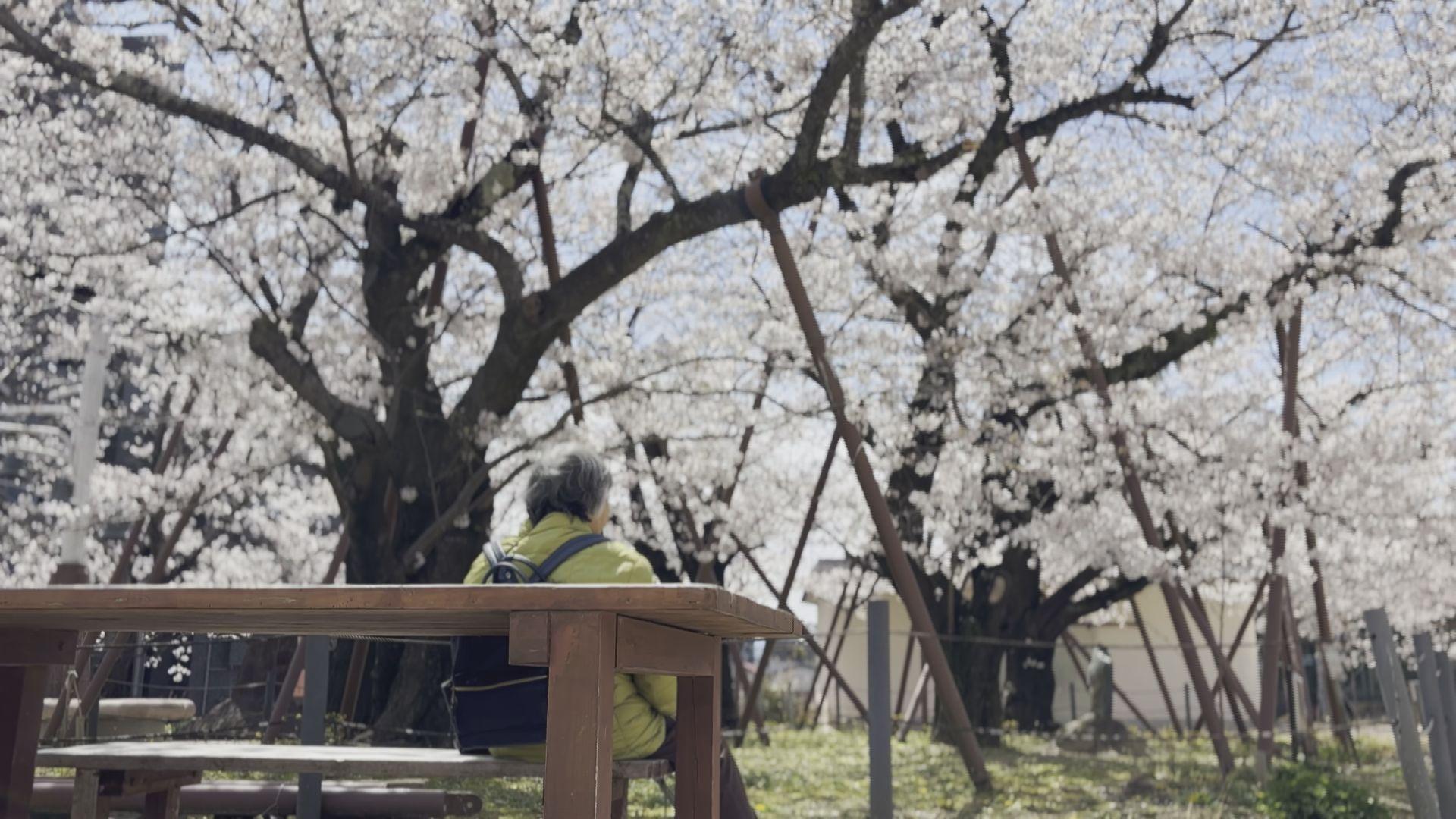 平和の尊さ訴え続ける「嘉代子桜」今年も美しく､力強く咲き誇る