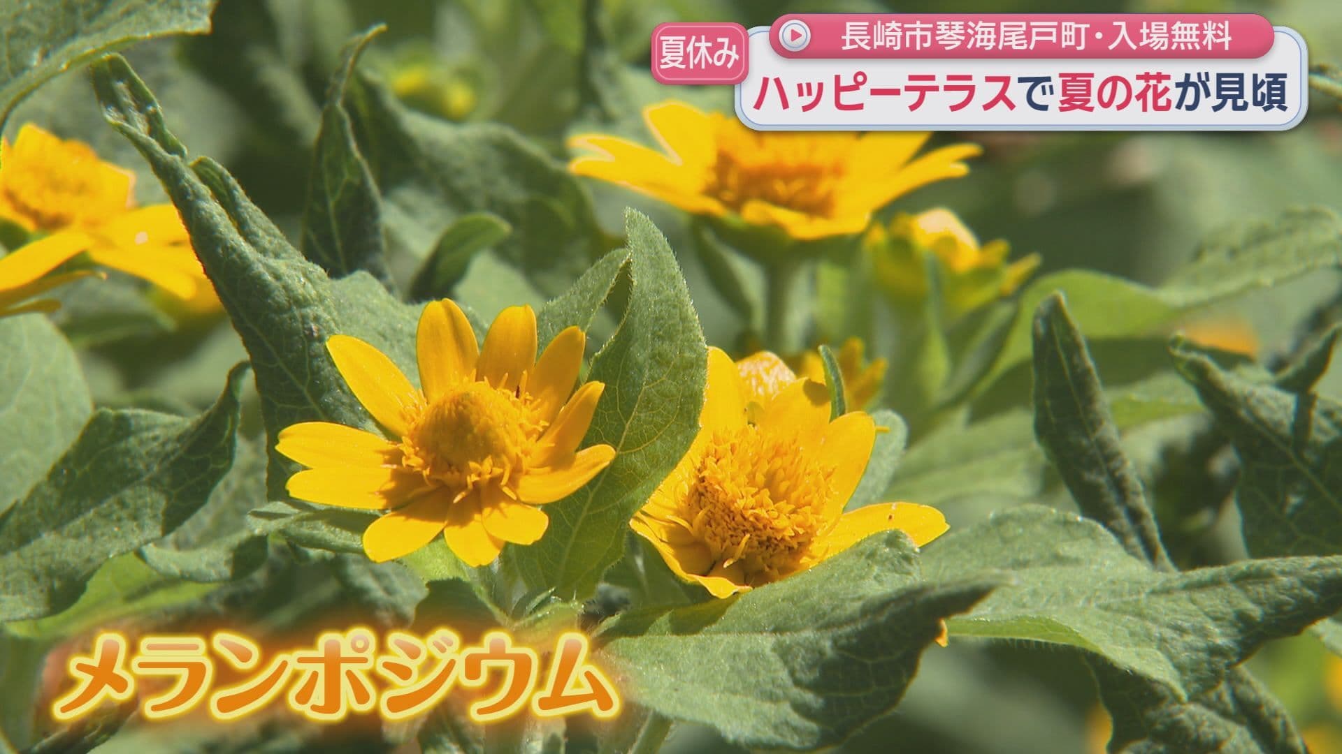 百日紅43