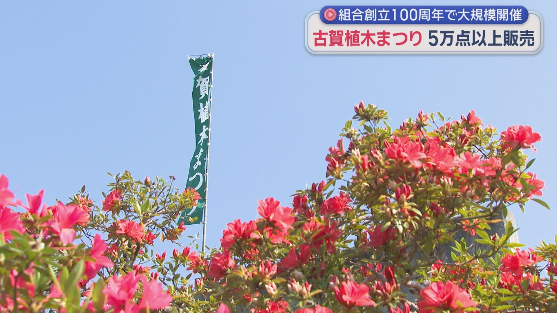 組合創立100周年で大規模開催！「古賀植木まつり」5万点以上を販売
