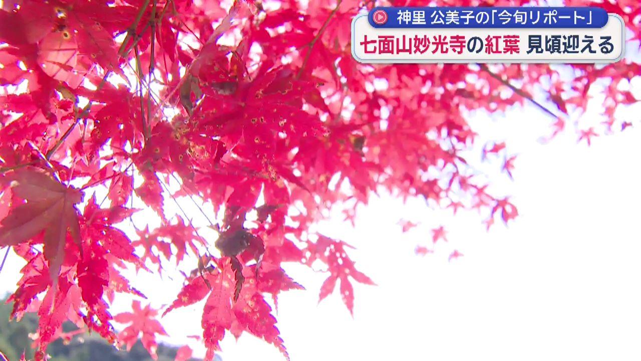 長崎市の紅葉の名所・七面山「妙光寺」が見頃迎える