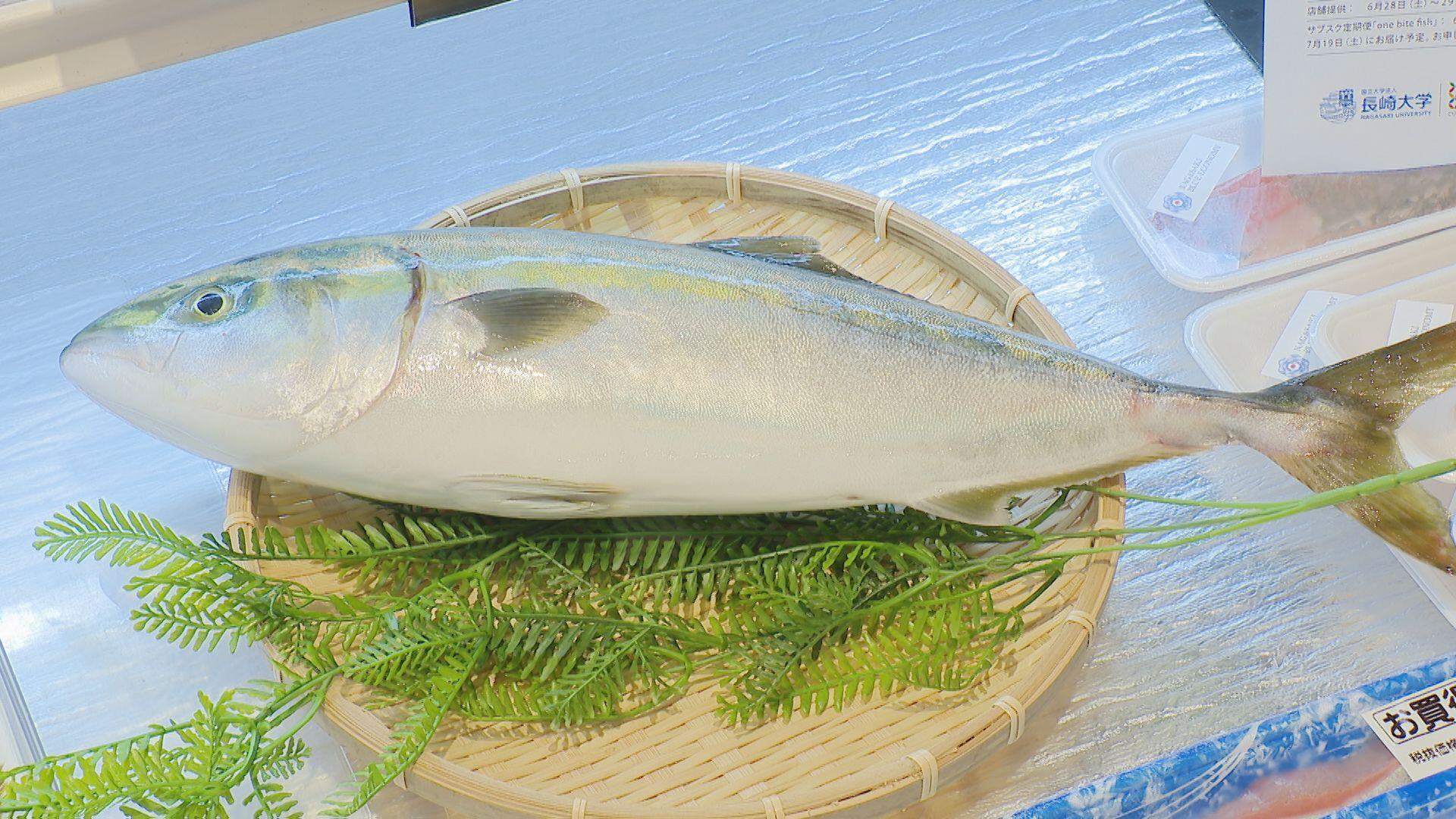 完全養殖「はじまりのブリ」つきまち長崎横丁で提供 ２８日（土）・２９日（日）２日間限定