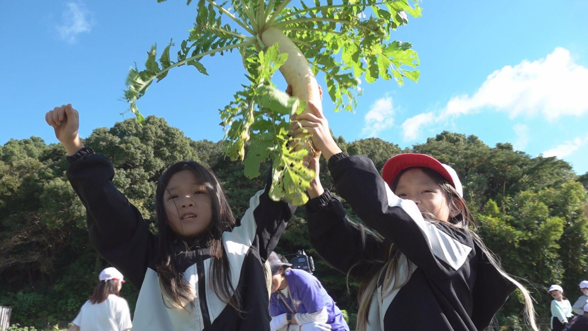 小学生が今が旬の“ながさき伝統野菜”の収穫を体験