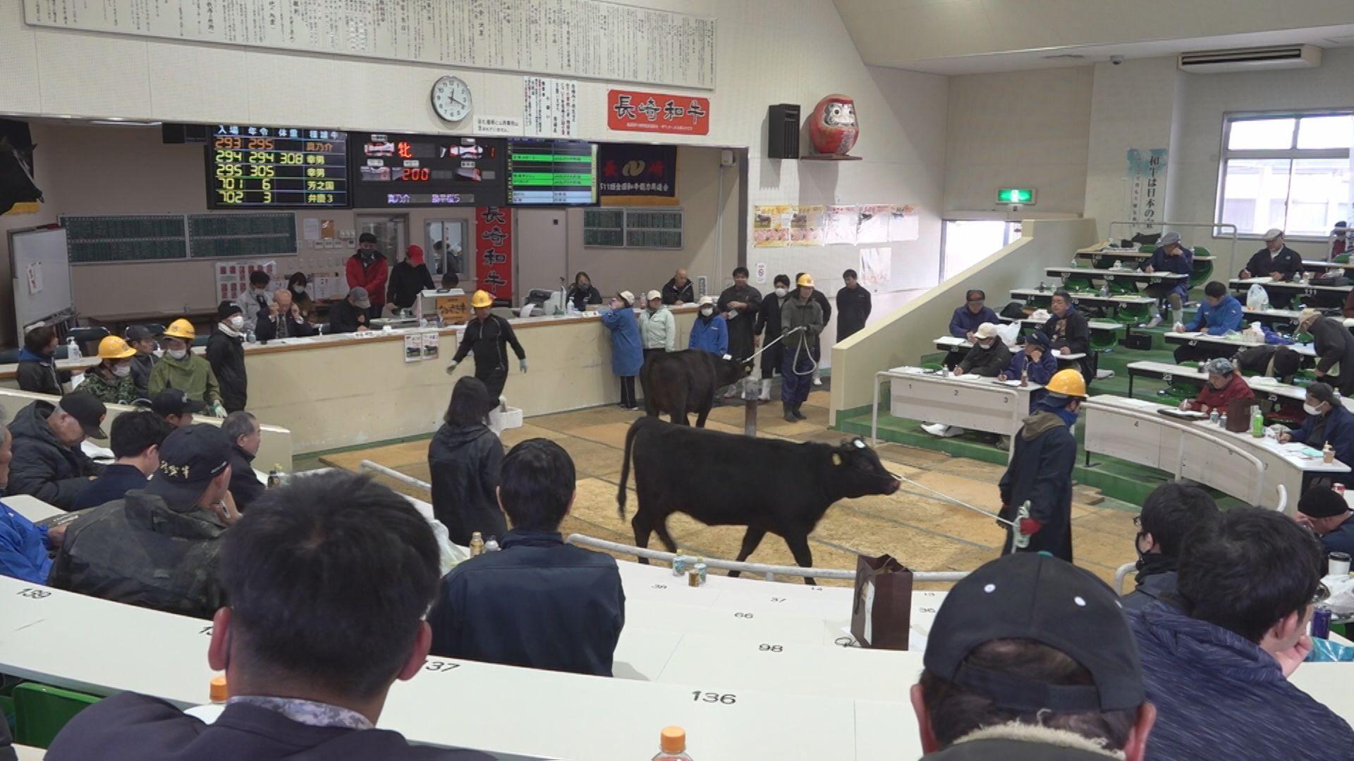 JAながさき西海平戸口中央家畜市場で新春・子牛の初競り　