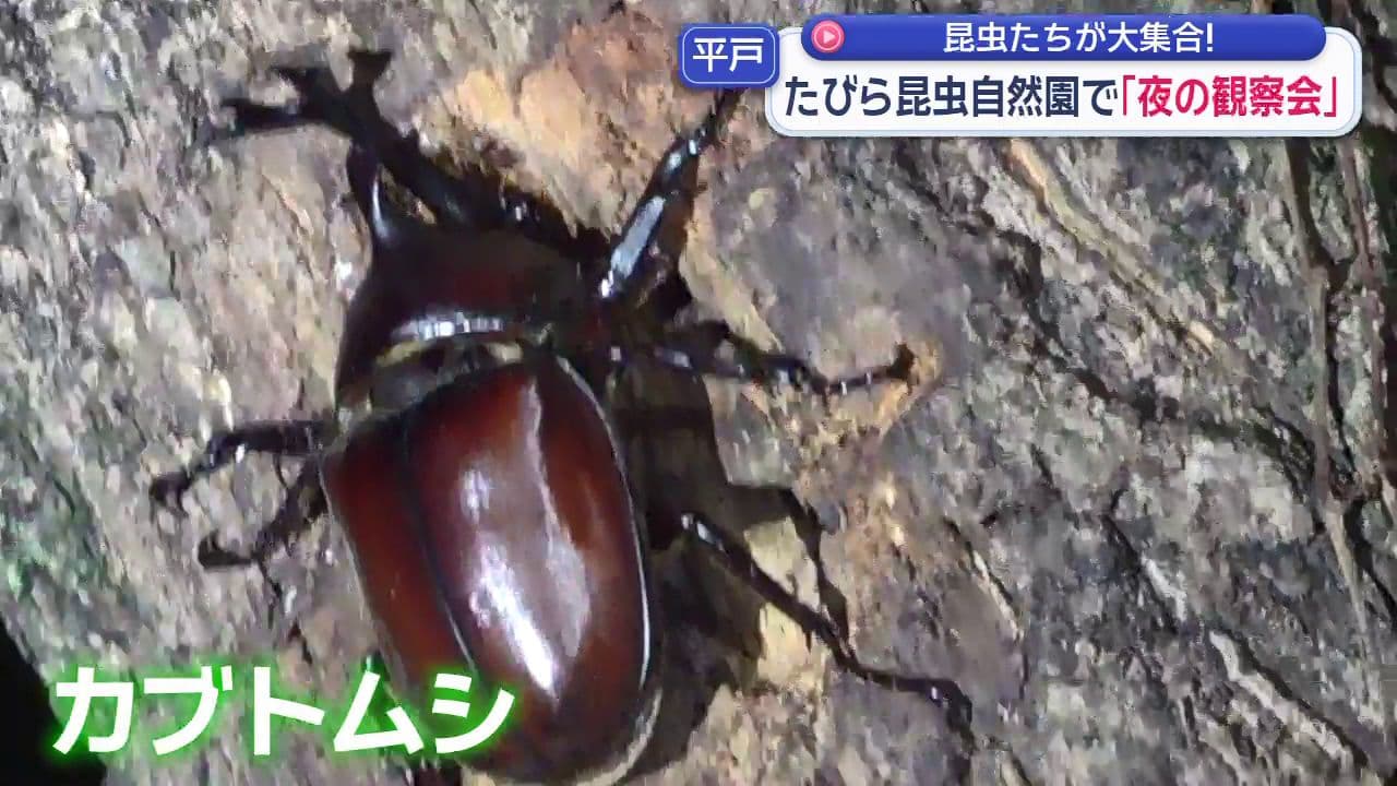 昆虫たちが大集合！たびら昆虫自然園で｢夜の観察会｣