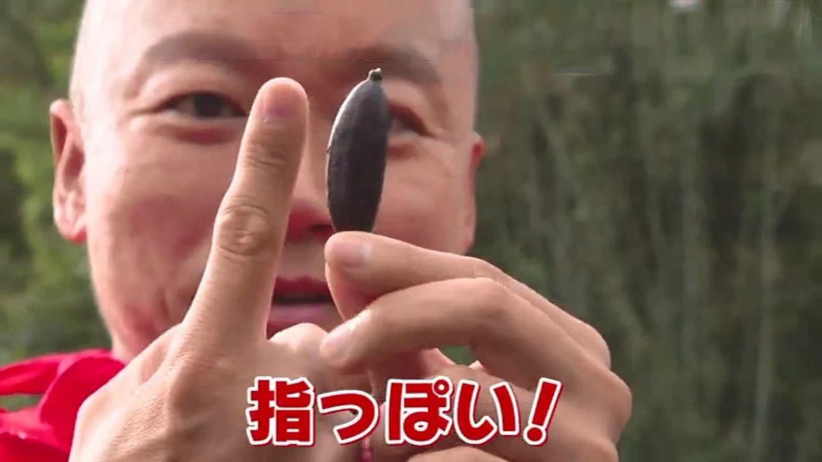 森のキャビアと呼ばれる珍しいフルーツ ”フィンガーライム” 南島原市「はじめ農園」