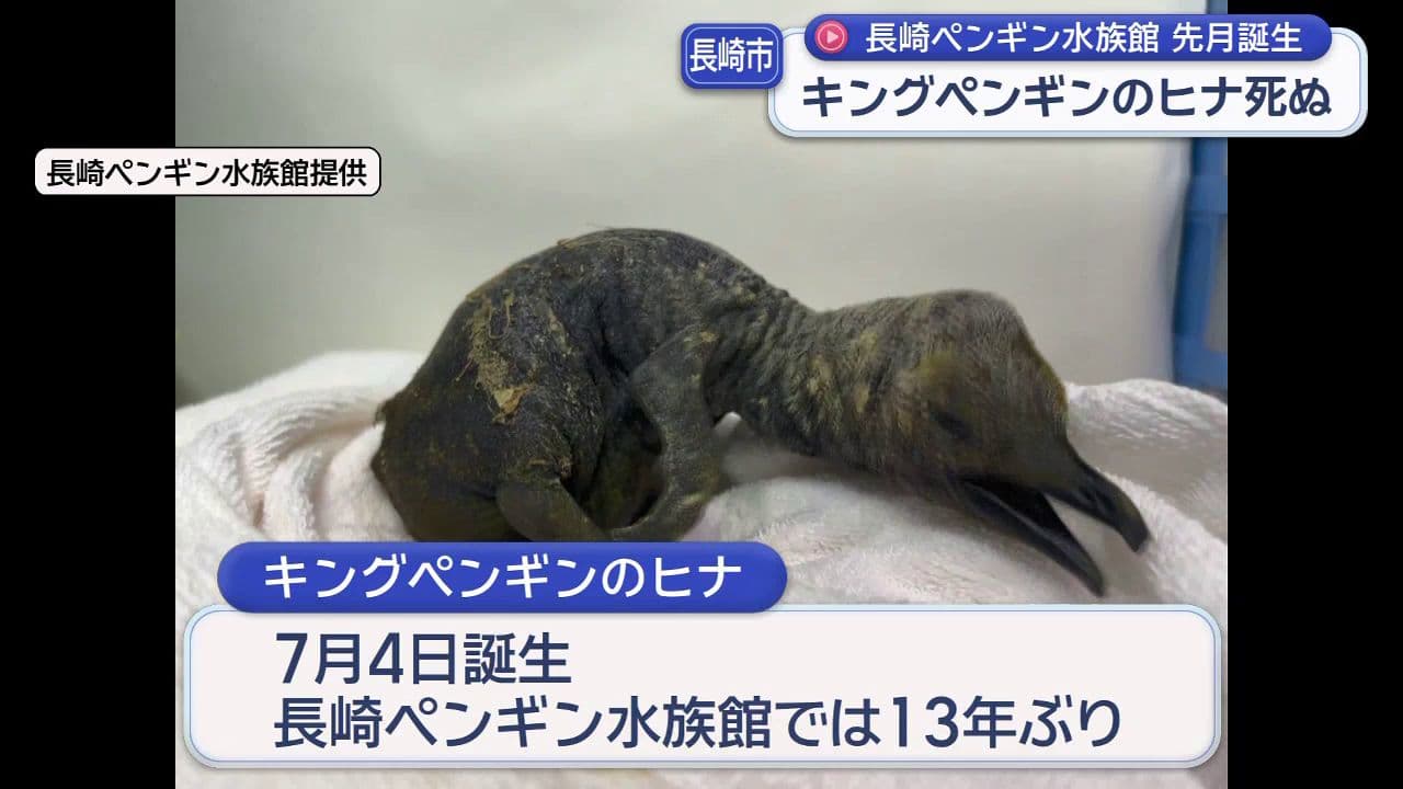 キングペンギンのヒナ死ぬ 長崎ペンギン水族館で先月誕生